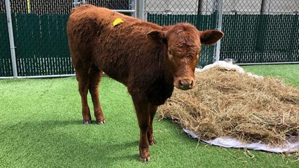 Ce veau s'est échappé d'un abattoir et commence une nouvelle vie !