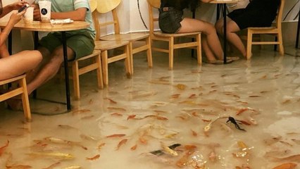 Prendre un verre les pieds dans l'eau avec des poissons, c'est possible au Vietnam !