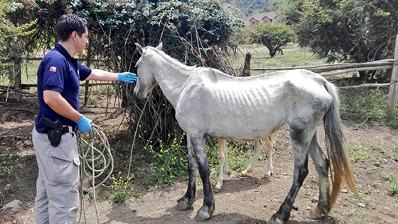 De plus en plus de chevaux maltraités, alertent...