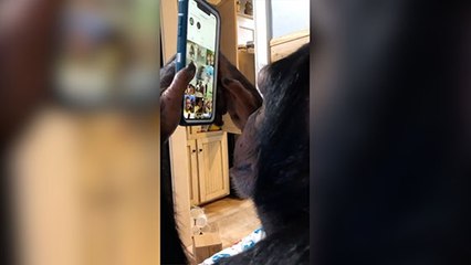 INSOLITE : un chimpanzé filmé en train d'utiliser Instagram comme un humain