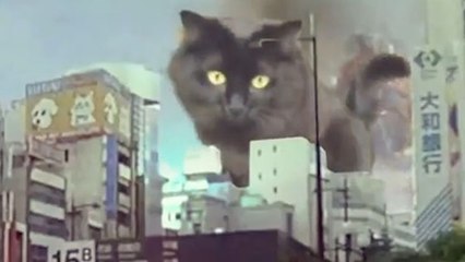 Ce chat s'invite dans des scènes de films cultes, pour notre plus grand plaisir  !