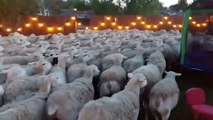 Un couple voit son jardin envahi... par un troupeau de moutons ! (VIDÉO)