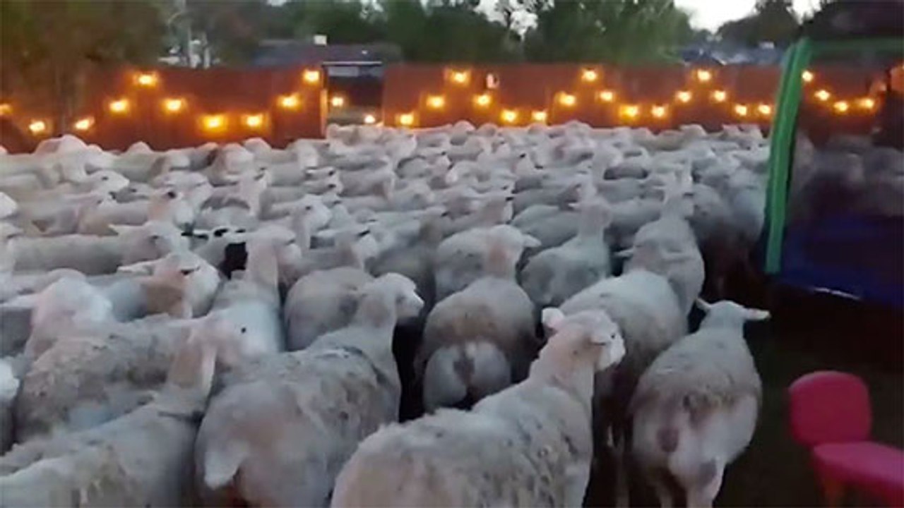 Un couple voit son jardin envahi... par un troupeau de moutons ! (VIDÉO)