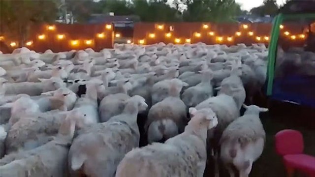 Un couple voit son jardin envahi... par un troupeau de moutons ! (VIDÉO)