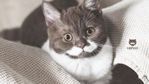 Faites la connaissance de Gringo, un chat à la moustache... originale !