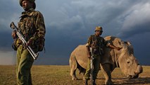 Kenya : peine de mort pour les braconniers de rhinocéros