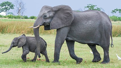 En Afrique, les éléphants plus que jamais en danger