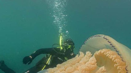 Découvrez la photo de cette méduse géante trouvée dans la Manche
