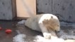Ces images d'un ours polaire dans un zoo ont scandalisé les visiteurs (VIDÉO)