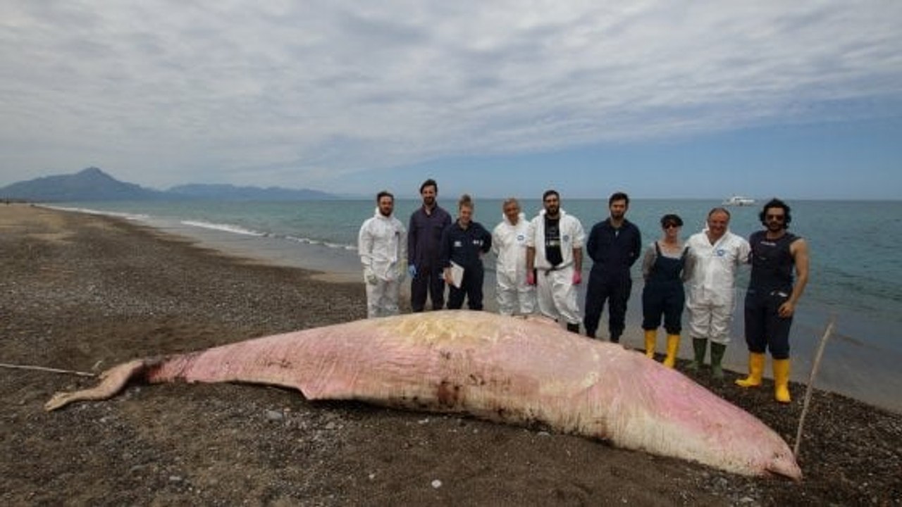 Une baleine de nouveau retrouvée morte, l'estomac plein de plastique