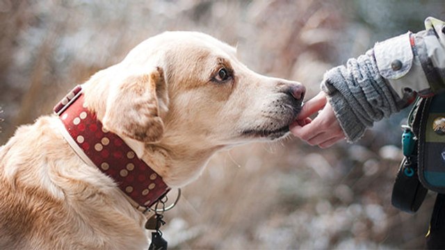 Selon une étude, les chiens seraient moins affectueux que les loups !