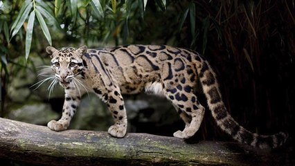 Considérée comme éteinte, cette panthère aurait été récemment aperçue…