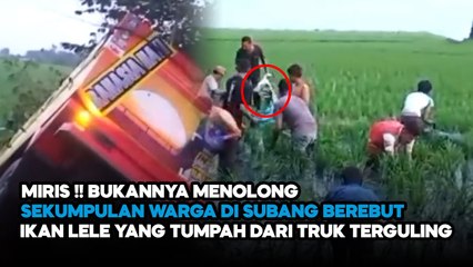 MIRIS!! BUKANNYA MENOLONG WARGA SUBANG BEREBUT IKAN LELE YANG TUMPAH DARI TRUK TERGULING