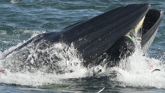 Une baleine avale un plongeur, puis le recrache !