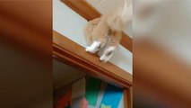 Un chat grassouillet passe par le trou d’un mur... et reste coincé !