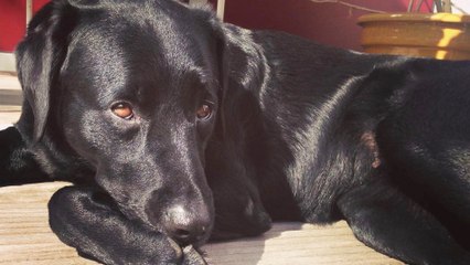 Rêver de chien, qu'est-ce que ça signifie ?