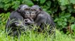 Les femelles bonobos choisissent elles-mêmes les partenaires sexuelles de leurs fils