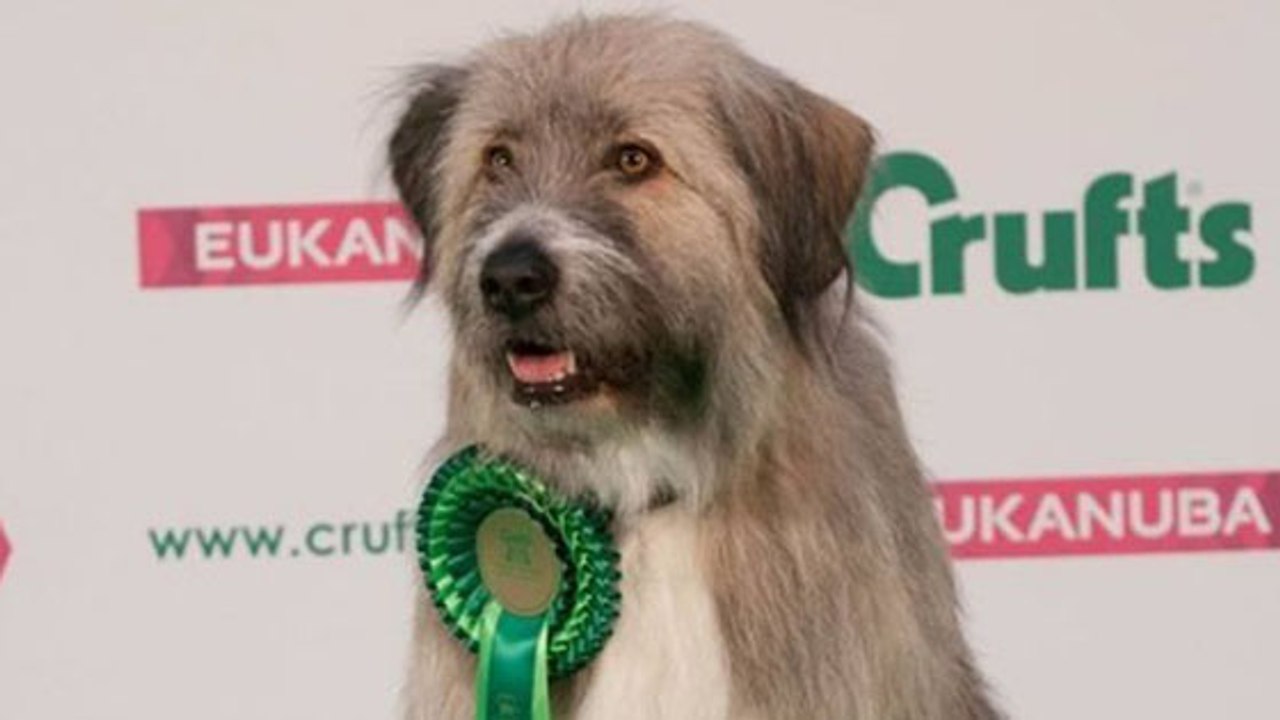 Ce chien rate son parcours d'agilité, et c'est adorable à regarder !