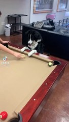 When your dog plays pool   #dogs