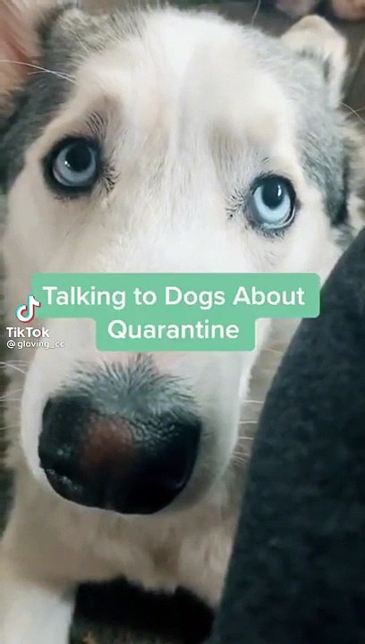 When you're talking to your dog about quarantine  #shorts #dogs