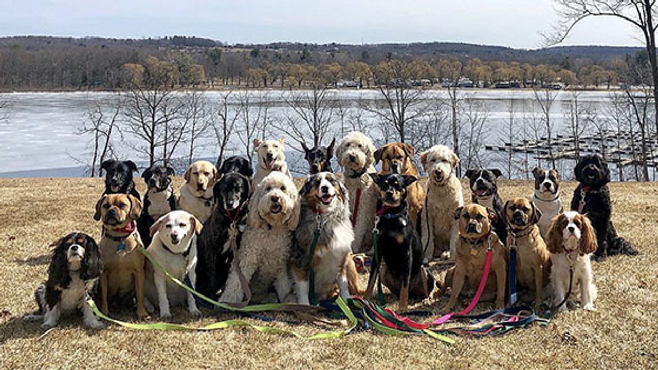 Ces 28 chiens se baladent tous ensemble… tous l...