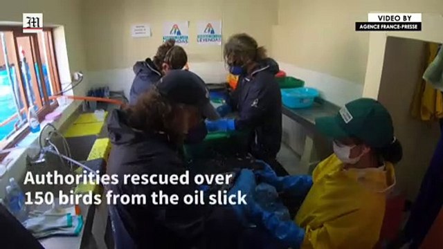 Zoo treats rescued penguins after Peru oil spill