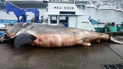 Un requin meurt étouffé en dévorant une tortue de mer (VIDÉO)