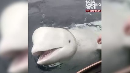 Une baleine blanche entraînée par l'armée russe retrouvée au large de la Norvège