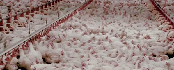Des poulets "récoltés" à la moissonneuse, la vidéo choc qui indigne !