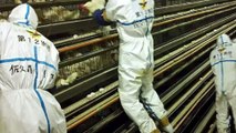 Grippe aviaire : 45 départements français en risque 