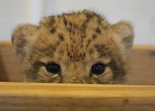 On vous présente Bahati, le lionceau qui a inspiré Simba pour le Roi Lion