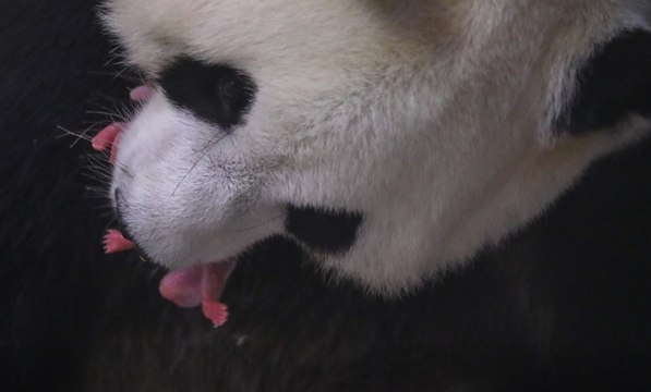 Le plus beau panda du monde vient de donner naissance à deux petits bébés