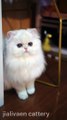 Baby Cats - Cute and Funny Cat Videos Compilation #cat #catvideos #funnycatvideos #cutecatvideos #catvideos2022 #funniestcatvideos #funnycatmoments #funnycatvideos2022 #funnycatanddogvideos #cattv (30)