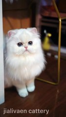 Baby Cats - Cute and Funny Cat Videos Compilation #cat #catvideos #funnycatvideos #cutecatvideos #catvideos2022 #funniestcatvideos #funnycatmoments #funnycatvideos2022 #funnycatanddogvideos #cattv (30)