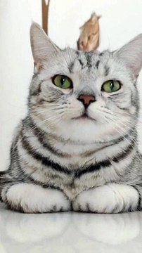 Baby Cats - Cute and Funny Cat Videos Compilation #cat #catvideos #funnycatvideos #cutecatvideos #catvideos2022 #funniestcatvideos #funnycatmoments #funnycatvideos2022 #funnycatanddogvideos #cattv (32)