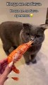 Baby Cats - Cute and Funny Cat Videos Compilation #cat #catvideos #funnycatvideos #cutecatvideos #catvideos2022 #funniestcatvideos #funnycatmoments #funnycatvideos2022 #funnycatanddogvideos #cattv (33)