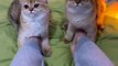 Baby Cats - Cute and Funny Cat Videos Compilation #cat #catvideos #funnycatvideos #cutecatvideos #catvideos2022 #funniestcatvideos #funnycatmoments #funnycatvideos2022 #funnycatanddogvideos #cattv (38)
