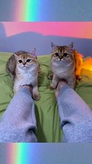 Baby Cats - Cute and Funny Cat Videos Compilation #cat #catvideos #funnycatvideos #cutecatvideos #catvideos2022 #funniestcatvideos #funnycatmoments #funnycatvideos2022 #funnycatanddogvideos #cattv (38)