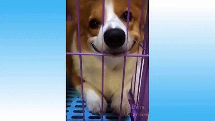 Video di animali divertenti -