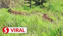 Perhilitan investigating alleged tiger sighting near Simpang Pulai road