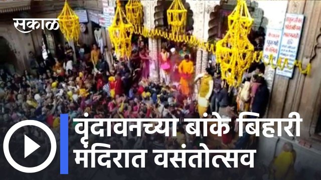 Mathura Vasant Panchami l वृंदावनच्या बांके बिहारी मंदिरात वसंतोत्सव | Sakal Media