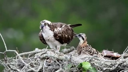 Osprey feeding a young chick