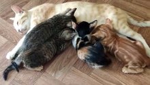 Mom Cat Feeding Small Kitty