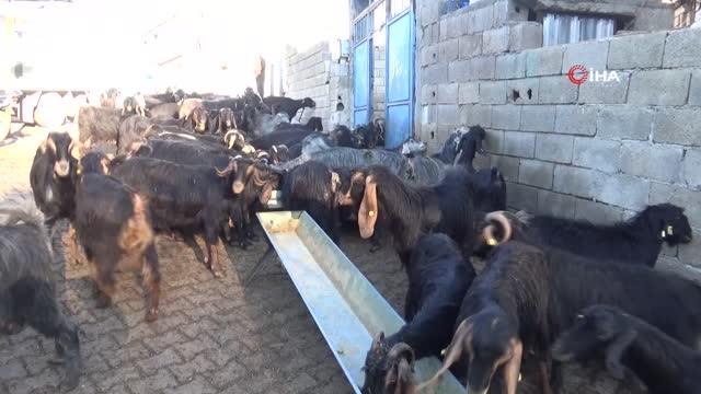 Görenler şaşırıyor... Kilis'te bir oğlak gözü alnında dünyaya geldi