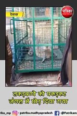 देवास : लकड़बग्घे को वन विभाग के अमले ने किया रेस्क्यू