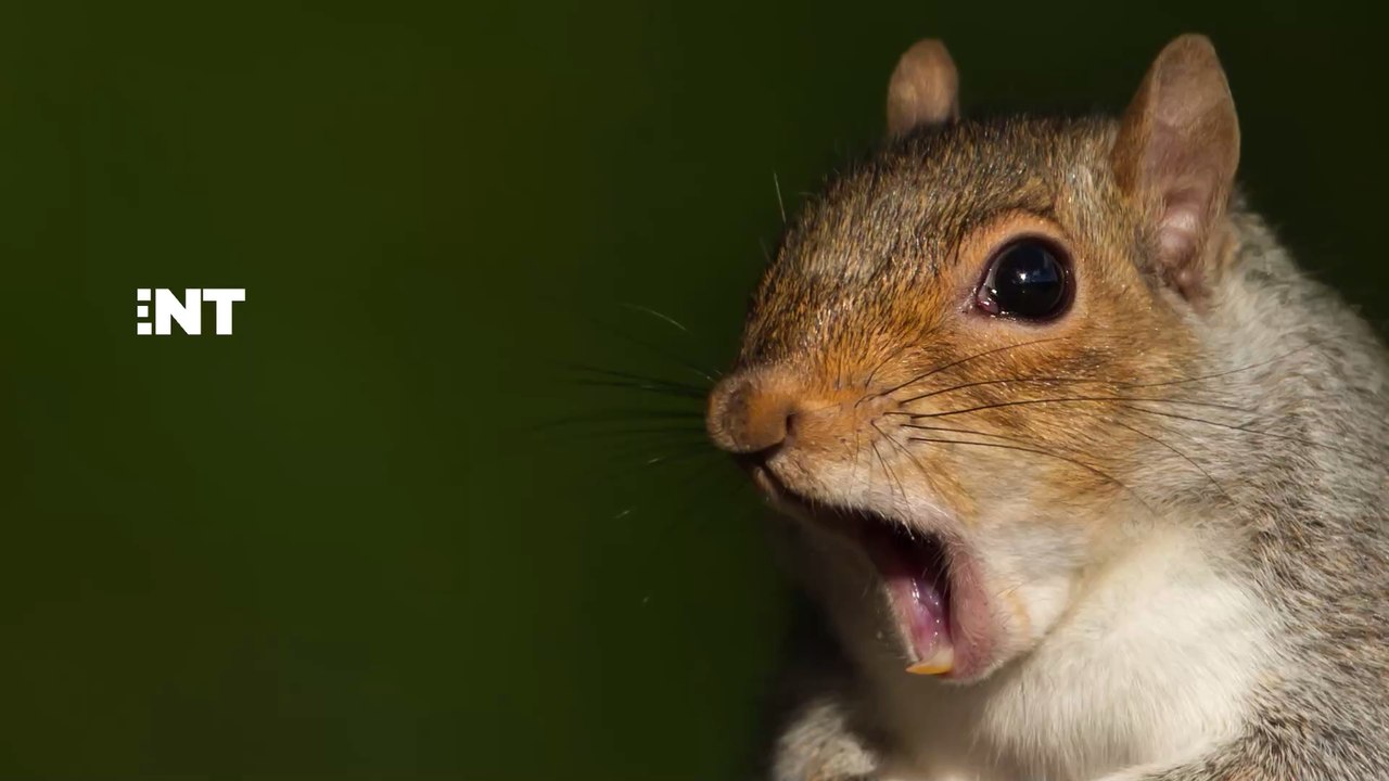 Cet écureuil, ivre après avoir mangé une poire fermentée, devient la star du web (VIDÉO)