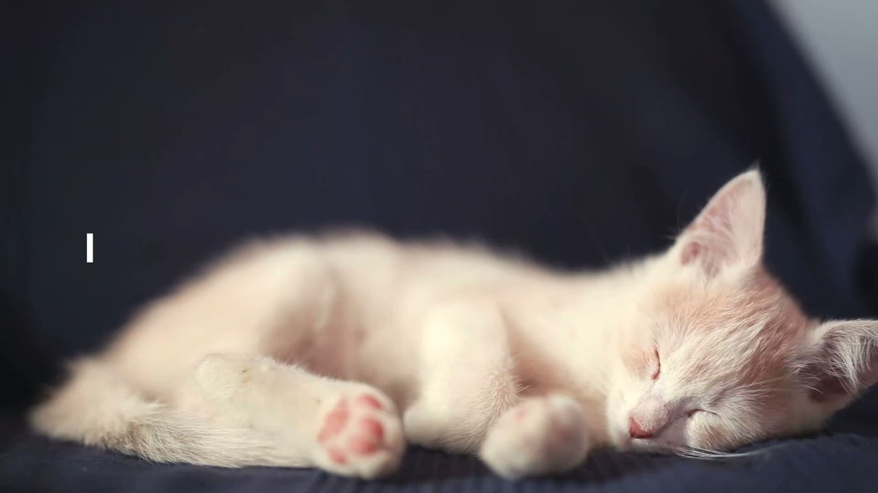 Les chats vous considèrent comme leur deuxième maman
