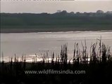 Mustard and bajra fields growing along Chambal riverbank