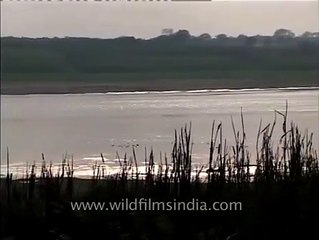 Mustard and bajra fields growing along Chambal riverbank