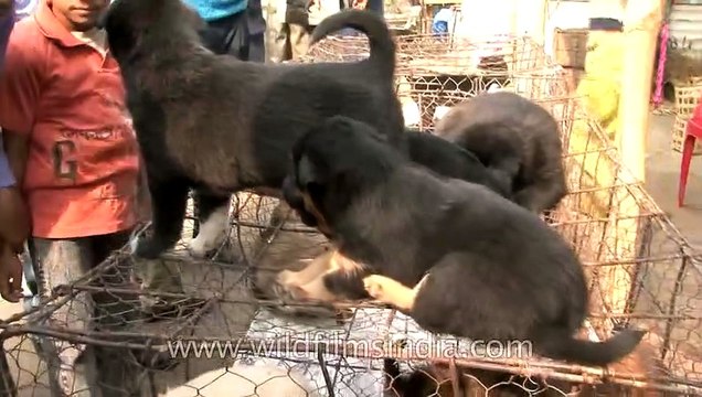 Puppies for sale in Sonepur cattle fair